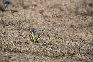 Nice scilla bifolia wild spring flowers