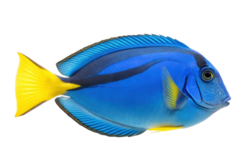 Vibrant blue surgeonfish swimming gracefully in a coral reef ecosystem, showcasing tropical aquatic beauty and marine life dynamics