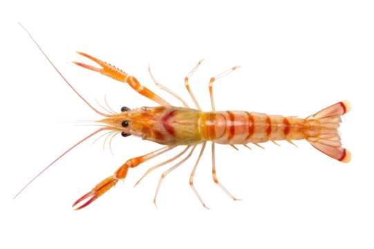 Colorful shrimp displayed on a clean surface for culinary presentation and seafood dishes