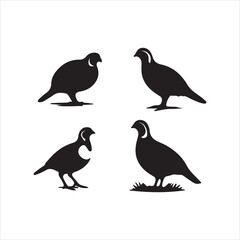 silhouettes of birds