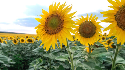 Fototapeta premium Sunflowers sway in the breeze against the blue sky.