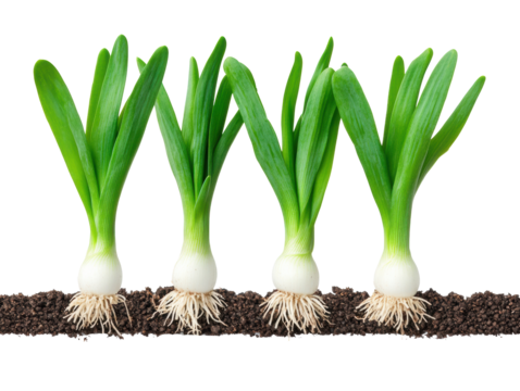 Fresh green onions growing in rich soil for healthy cooking on a transparent background, cut out