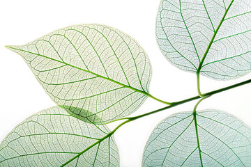 Obraz premium Delicate skeletal leaves on a branch, showcasing nature's intricate beauty against a bright white background.