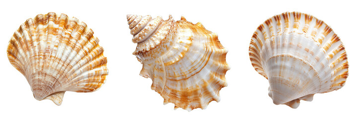 Obraz premium Set of A highly detailed, photorealistic seashell isolated on a transparent background. The shell has natural textures on transparent png background