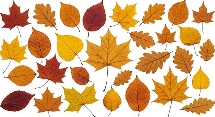 Obraz premium Autumn's Palette: A Leaf Collection AI Generated