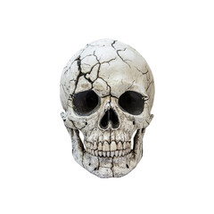 Fototapeta premium Cracked Human Skull, Detailed Front View on 