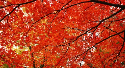 Crimson Canopy's Embrace AI Generated