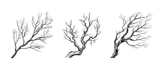 Detailed Illustration of Bare Tree Branches in Black Ink. Vector illustration of three intricate, barren tree branches drawn in black ink on a white background. Each branch shows unique curvature.