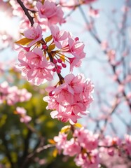 Obraz premium Delicate pink cherry blossoms, softly falling on a sunlit spring day, asian, peaceful, springtime