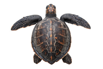 Fototapeta premium Sea turtle gliding gracefully through crystal clear water in marine environment for educational purposes