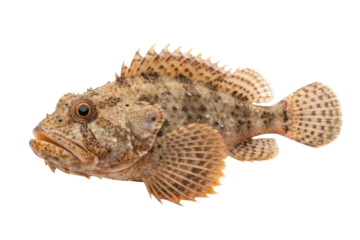 Detailed view of a sculpin fish showcasing its unique colors and textures, ideal for marine biology applications or educational purposes
