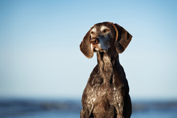 old german shorthaired pointer dog portrait on the beach