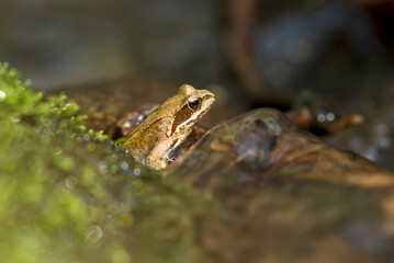 A small brown frog sits on a wet surface near lush green moss, appearing to be in a natural setting. The background is softly blurred, bringing focus to the frog and the vibrant green surroundings.