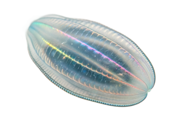 Beautiful translucent sea creature showcasing iridescent colors, perfect for marine themes and educational materials