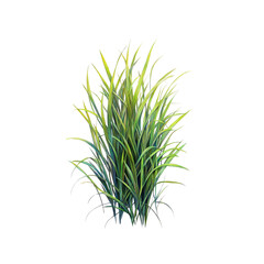 Fototapeta premium Lush Green Ornamental Grass