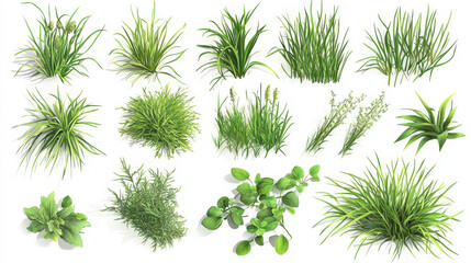 Seamless green grass field. Grass pattern isolated on white background. Collection of different grass scaled front plants. Vector grass illustration EPS10