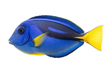 Naklejka premium Vibrant blue tang fish swimming in ocean waters for aquarium enthusiasts and marine life lovers