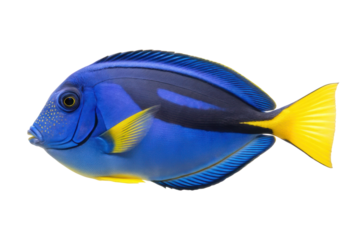 Vibrant blue tang fish swimming in ocean waters for aquarium enthusiasts and marine life lovers