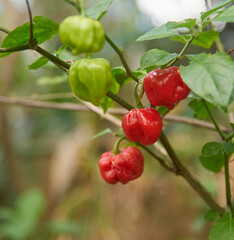 Obraz premium red and green chili peppers growing in garden, closeup of hottest spice with wrinkled or dimpled skin flavor culinary ingredient, soft focus with copy space