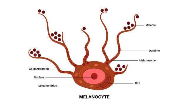 Melanogenesis Images – Browse 7,956 Stock Photos, Vectors, and Video ...