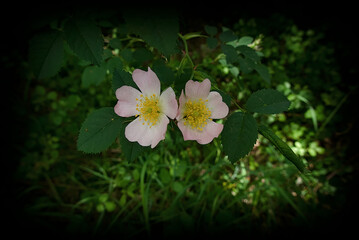 beautiful and vivid flower on dark gradient background