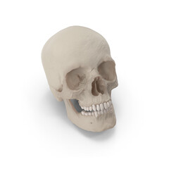 human skull isolated on white