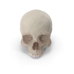 Fototapeta premium human skull isolated on white