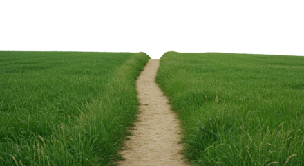 Pathway through green grass landscape scenery