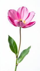 Naklejka premium Delicate pink flower isolated on a crisp white background, single petal, pink