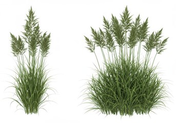 Two clumps of green ornamental grass plants isolated against a white background setting scene