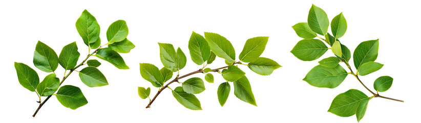 Fototapeta premium Green leaves of blueberry isolated on transparent background