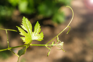 Fresh green grape leaf - organic vineyard foliage with natural texture, symbol of summer growth and wine production.