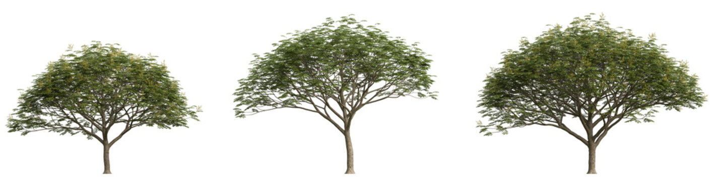 Koelreuteria Bipinnata (Chinese Flame Tree) PNG Set &ndash; Isolated Cutout Trees with Transparent Background