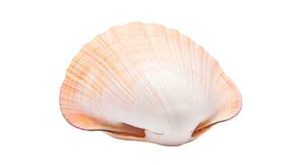 Naklejka premium Close up of a single seashell with a peach colored edge
