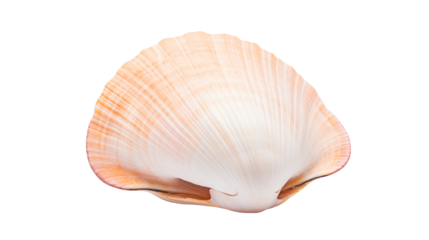 Close up of a single seashell with a peach colored edge