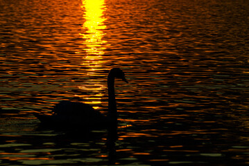A lone swan silhouetted against a vibrant orange sunset, gliding gracefully across rippling water.Sunlight creates a shimmering trail across the surface, enhancing the serene and tranquil atmosphere.