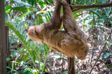 Fototapeta premium Entspanntes Faultier im Baum