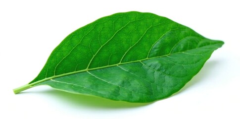 Obraz premium Dark green leaf with veins on white background, isolated object, isolated plant