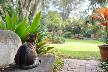 Cat Sitting on a Stone Bench Overlooking a Serene Garden