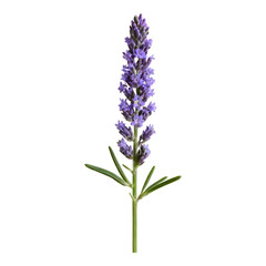 Obraz premium Lavender Plant with Small Purple Flowers and Green Stem