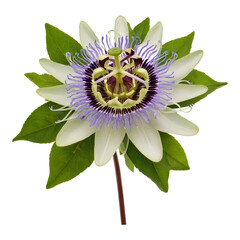 Passiflora Flower with Green Leaves and White-Purple Center