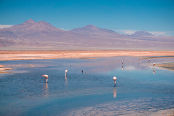 Group of Andean flamingos wading in the salt flat waters of Laguna Chaxa in the Atacama Desert...