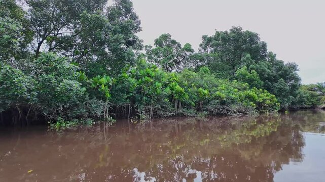 Boat trip on the Igarape do Urubu River, Delta das Americas, Ilha das Canarias, Brazil. Amazon Rainforest. South America