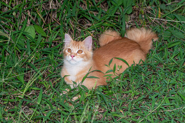 Orange cat, Cute cat playing outdoors,