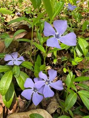 Vinca. Spring flower. Barvinok. The symbol of Ukraine
