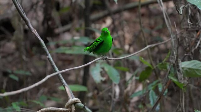 Green Broadbill, Asian Green Broadbill (Calyptomena viridis) bird watching in the forest.