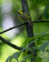 Hooded warbler Setophaga citrina that is perched on a branch