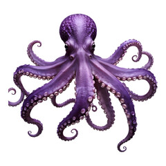 Fototapeta premium Purple octopus with tentacles spread out in a dynamic pose