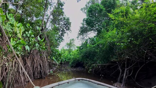 Boat trip on the Igarape do Urubu River, Delta das Americas, Ilha das Canarias, Brazil. Amazon Rainforest. South America