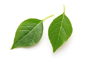 Two Green Leaves Isolated on White Background for Natural Designs